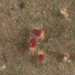T. gloveri, the red spider mite