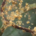 T. urticae, the two-spotted spider mite