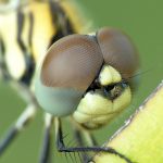 dragonfly compound eyes