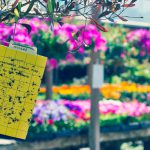 yellow sticky card in a shade house