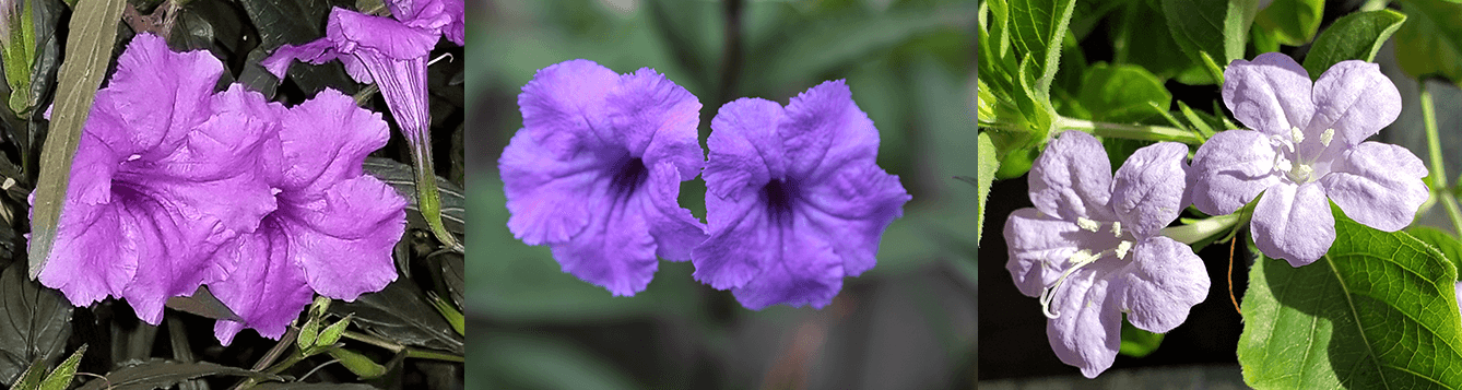 An assortment of petunias: "Purple showers," Mexican petunia (Ruellia simplex), and wild petunia (Ruellia caroliniensis)