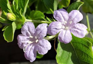 Wild petunia (Ruellia caroliniensis). [CREDIT: UF/IFAS Extension Sarasota County, Wilma Holley]