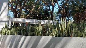 A row of sansevieria adorn a 50-foot contemporary wall planter. [CREDIT: Karen Pariser]