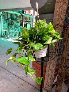 Pothos grows in (and out of) a hanging pot. [CREDIT: Ann Madden]