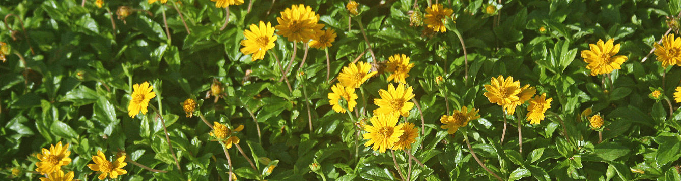 Yellow, wedelia flowers bloom, en masse, in a lush field. [CREDIT: Pixabay.com]