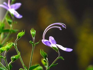 Blue curls. [CREDIT: UF/IFAS Extension Sarasota County, Wilma Holley]