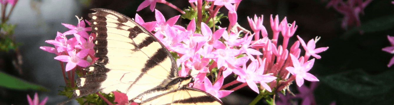 Pentas, with tiger swallowtail. [CREDIT: UF/IFAS Extension Sarasota County, Wilma Holley]