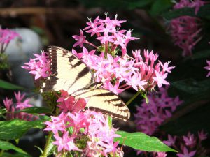 Pentas, with tiger swallowtail. [CREDIT: UF/IFAS Extension Sarasota County, Wilma Holley]