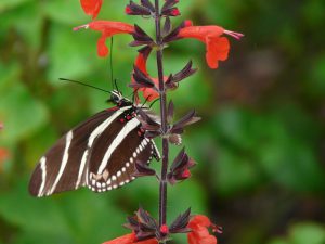 Zebra heliconia at tropical sage. [CREDIT: UF/IFAS Extension Sarasota County, Wilma Holley]
