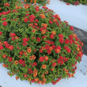 UF/IFAS-developed Lantana cultivar: Bloomify Red. [CREDIT: UF/IFAS]