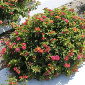 UF/IFAS-developed Lantana cultivar: Bloomify Rose. [CREDIT: UF/IFAS]