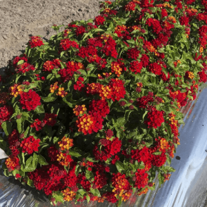 UF/IFAS-developed Lantana cultivar: Luscious Royale Red Zone. [CREDIT: UF/IFAS]