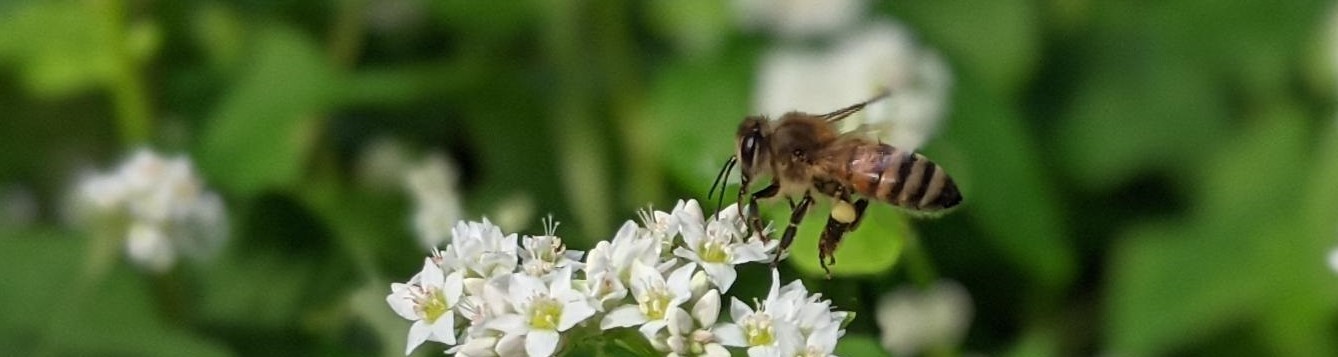 bee flying to white flowers