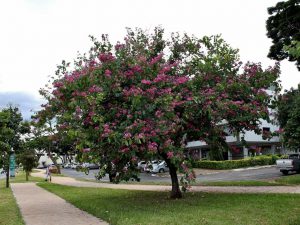 A Bauhinia x blakeana "orchid tree." [CREDIT: "Unha-de-vaca)" by Mauricio Mercadante [CC-BY-NC-SA 2.0], via Flickr.com]