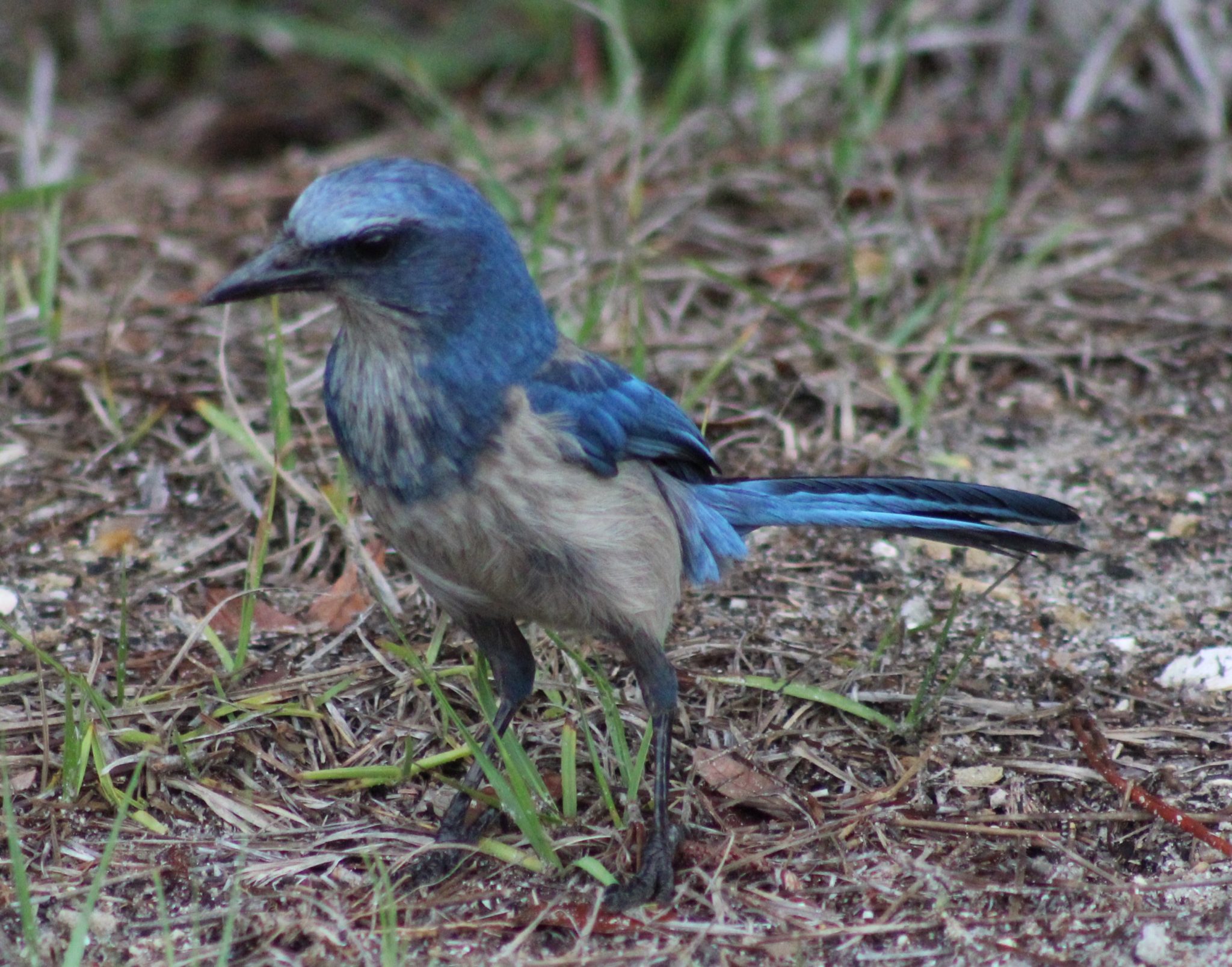 Sarasota Countys Natural Areas Story Map Brings Nature To You Uf