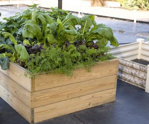 Picture of raised beds