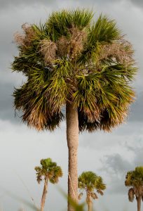 Nicely-pruned palm tree