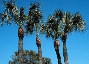 over-pruned palms