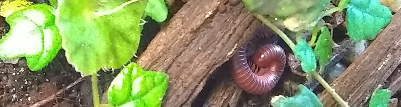 Picture of pet insects - millipede