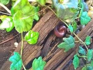 millipede curled up in bark