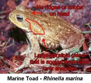 Picture of bufo toad