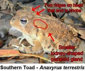 picture of native toad
