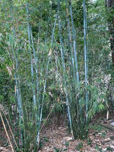 Alphonse Karr Bamboo in a garden