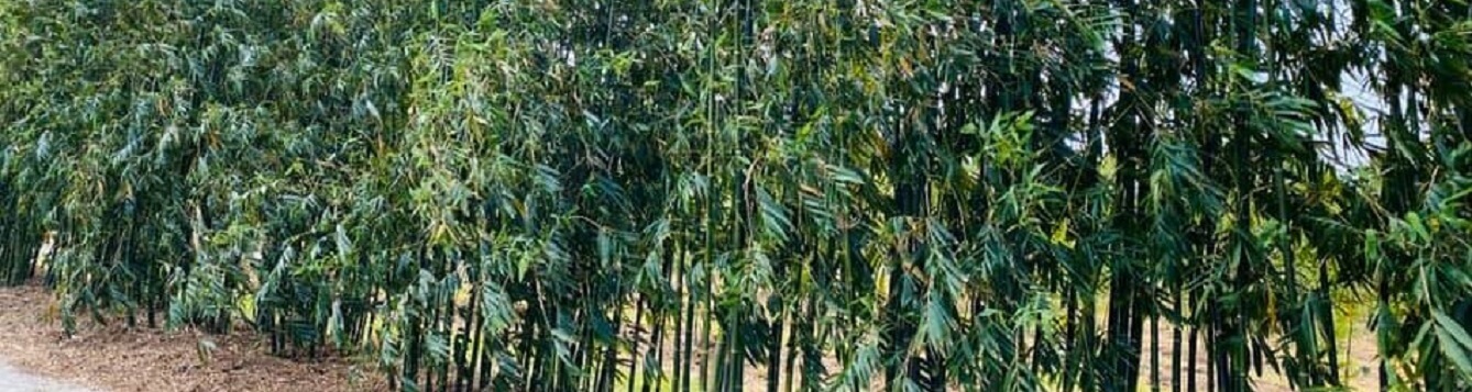 A hedgeline of bamboo