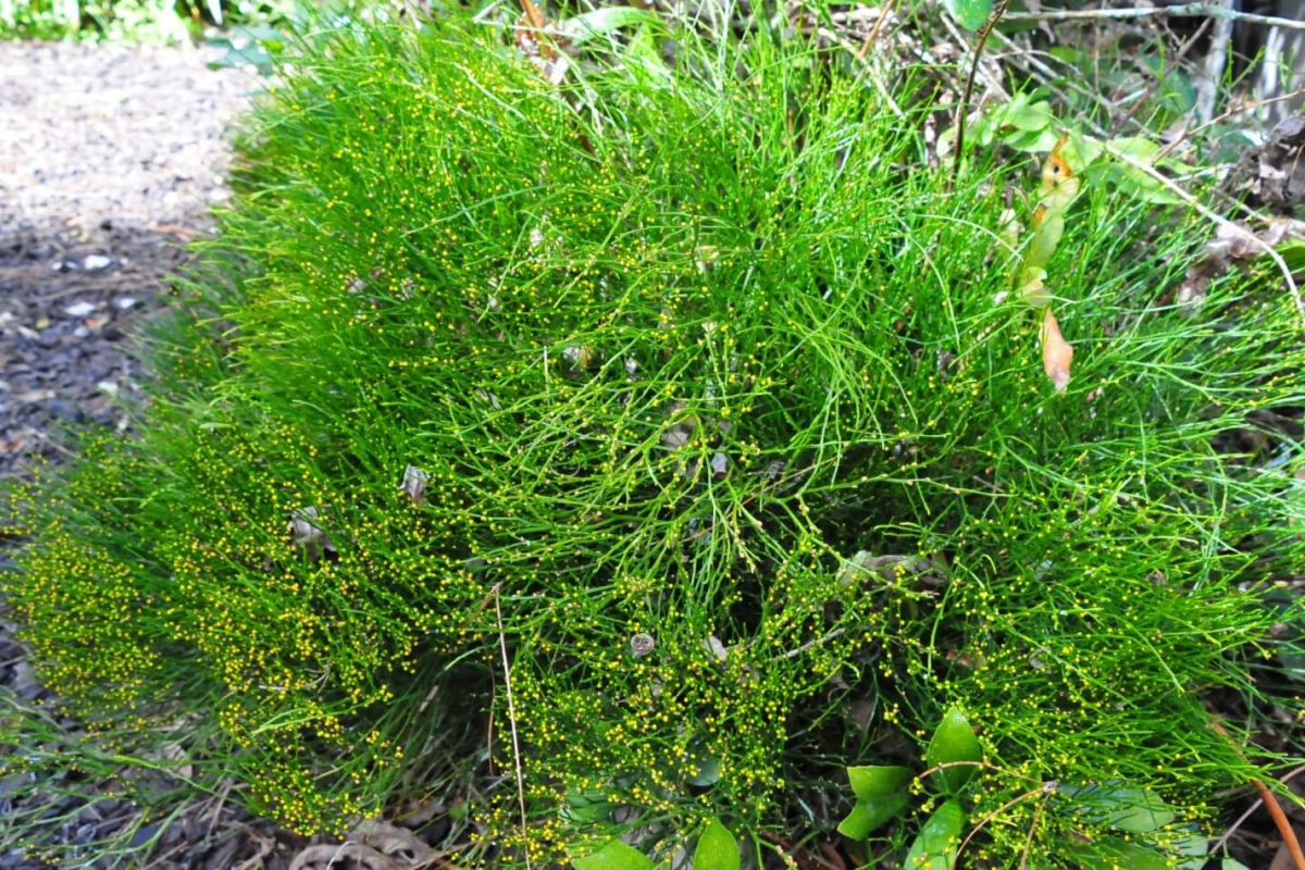 Questions From The Plant Clinic Whisk Fern, Psilotum nudum UF/IFAS