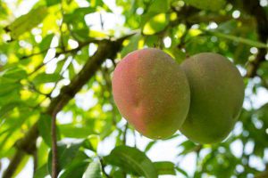 Mango grown in FL
