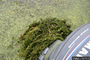 Hydrilla hitchhiking on a boat motor