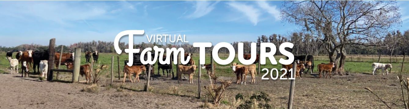 Virtual Farm tour 2021 logo with cattle in background