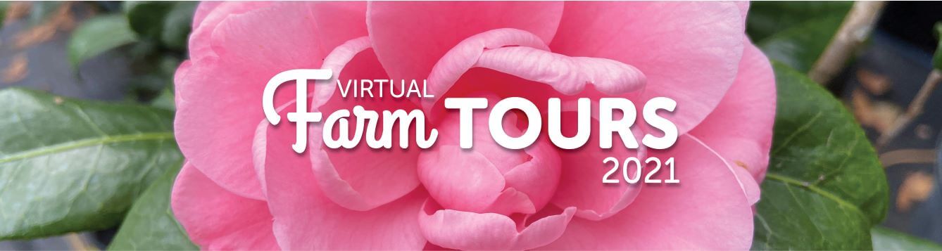Virtual Farm tour 2021 logo with camillia in background