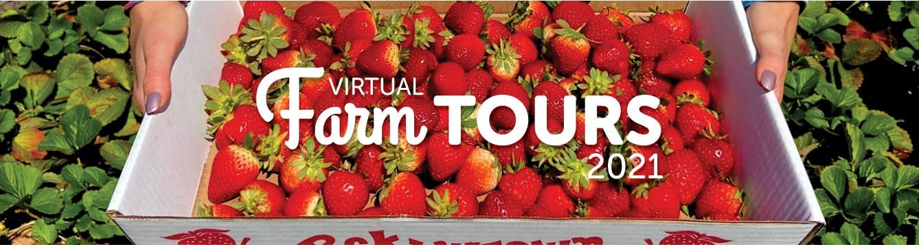 Virtual Farm tour 2021 logo with strawberry bucket in background