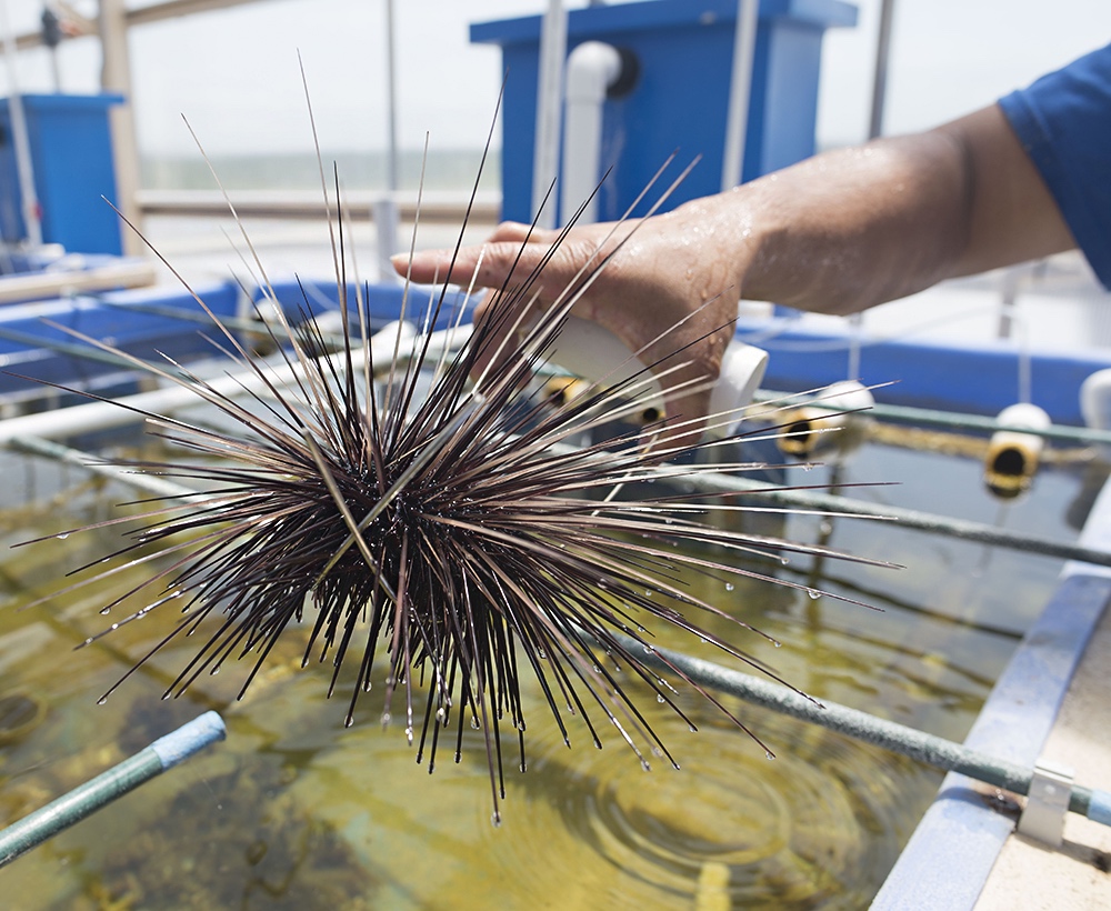Large urchin in hand