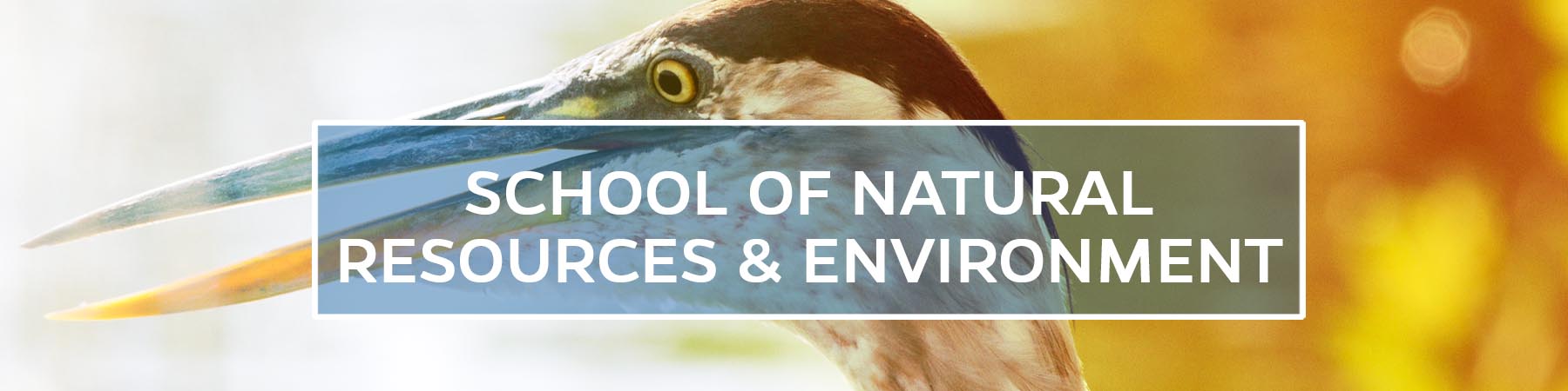 School of Natural Resources and Environment