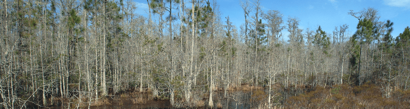 stand of trees in wetlands