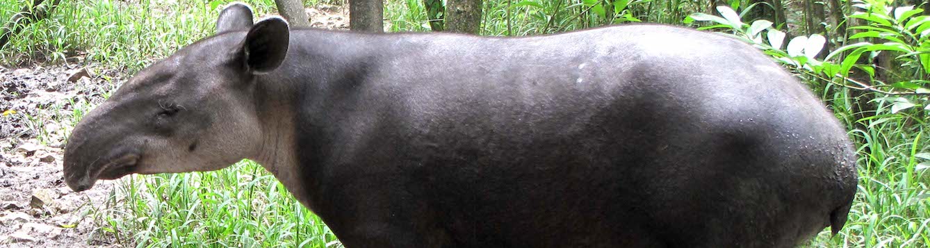 adult Central American tapir in forest