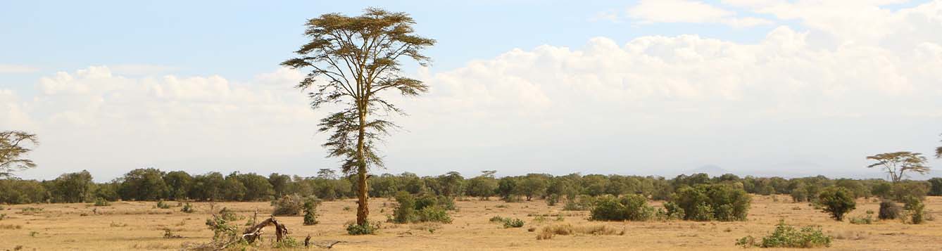 landscape photo of the savanna with shrubbery and a tree