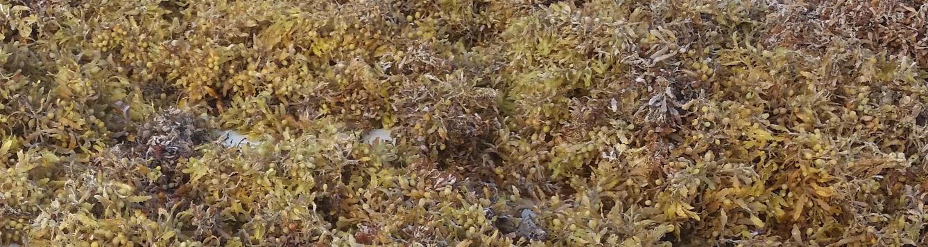 Sargassum seaweed washed up on a beach