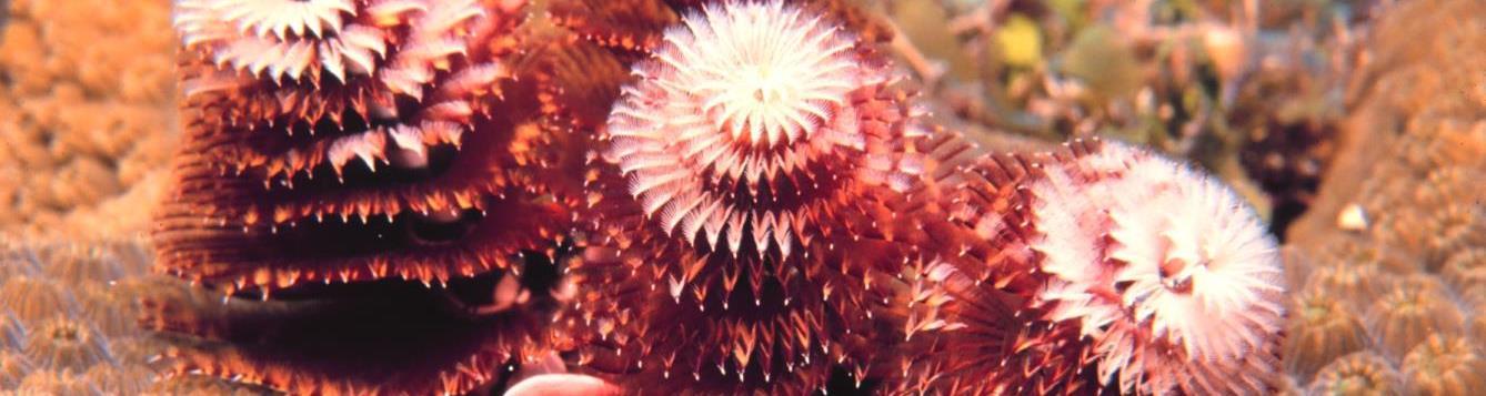 red Christmas tree worms look like spiral feathers