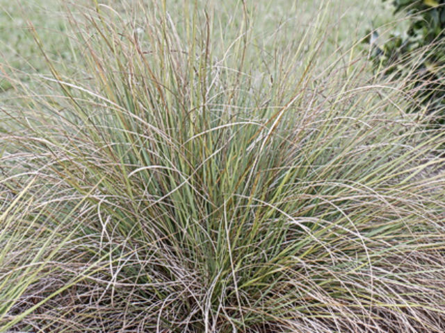 Florida Friendly Native Grasses Uf Ifas Extension St Johns County