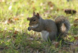 Gray squirrel eating an acorn.