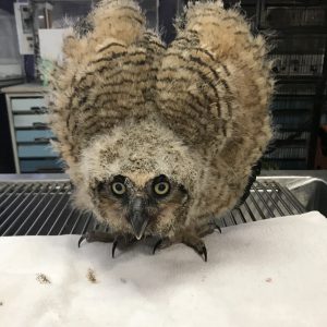 Owlet on an exam table