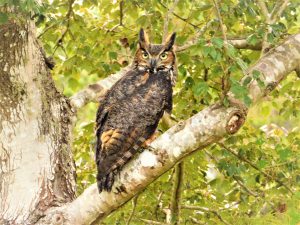 Great horned owl on tree branch.