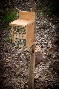Native Bee Project