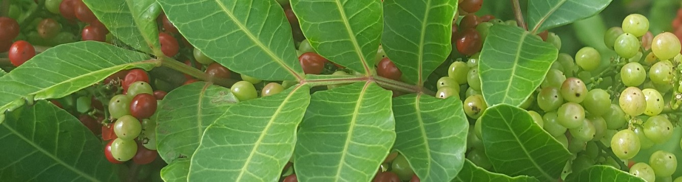 Brazilian Peppertree