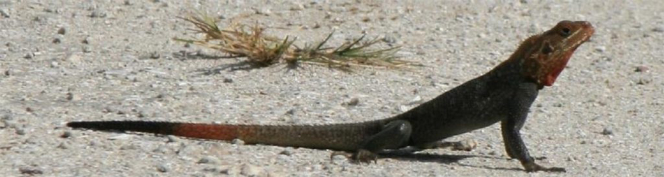 Peters's rock agama