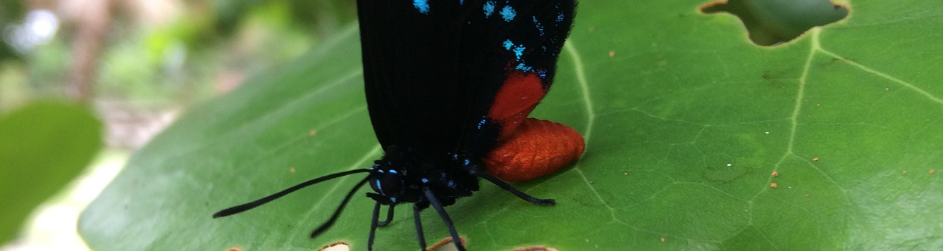 Florida Atala Butterfly