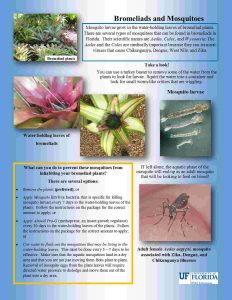 Bromeliads and Mosquitoes